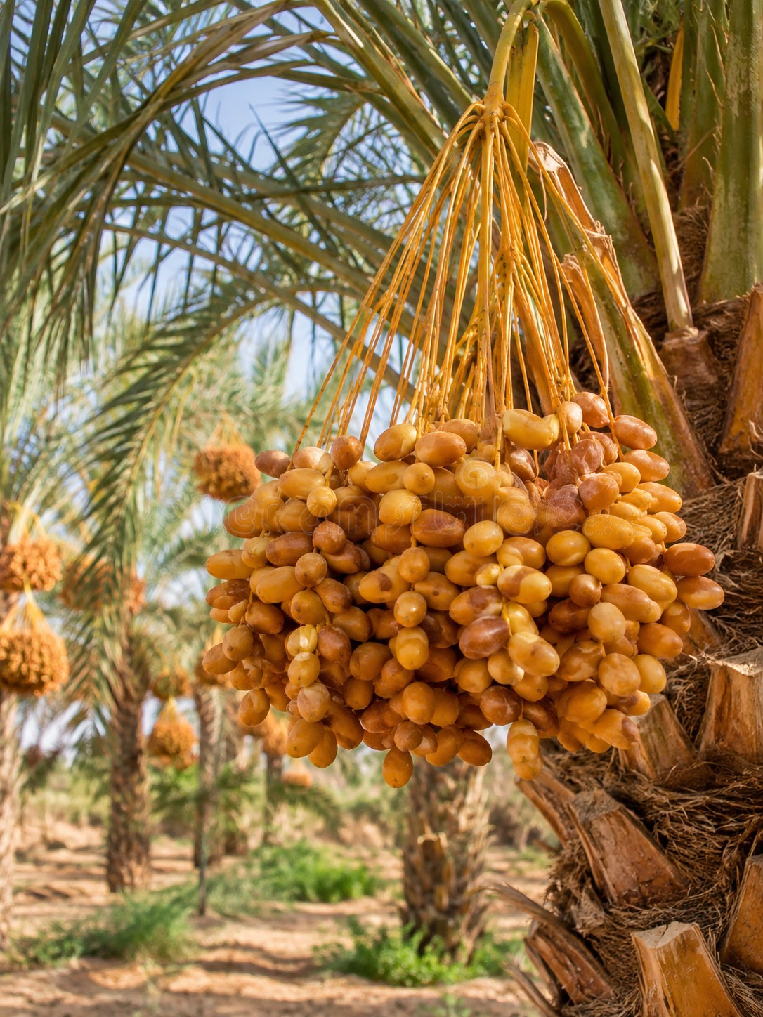 Sukkari Palm